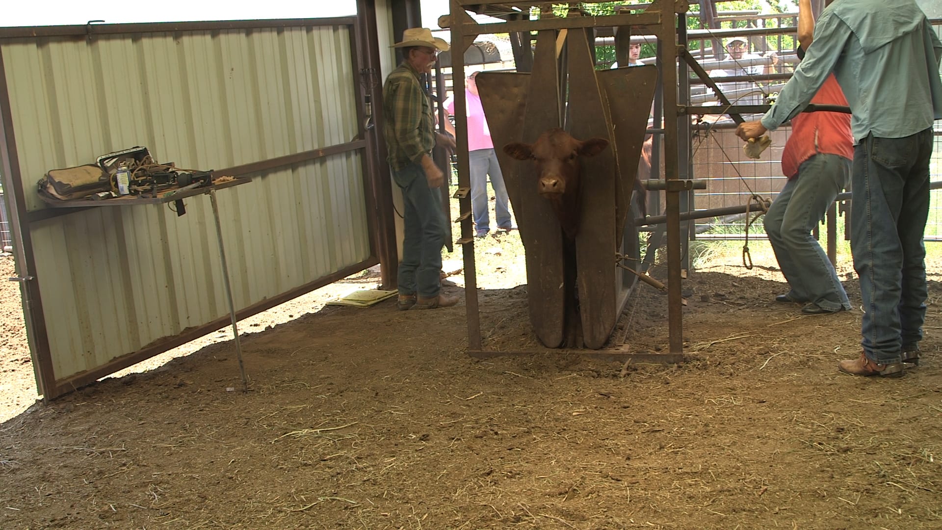 Cattle Branding in Action National Cowboy & Western Heritage Museum