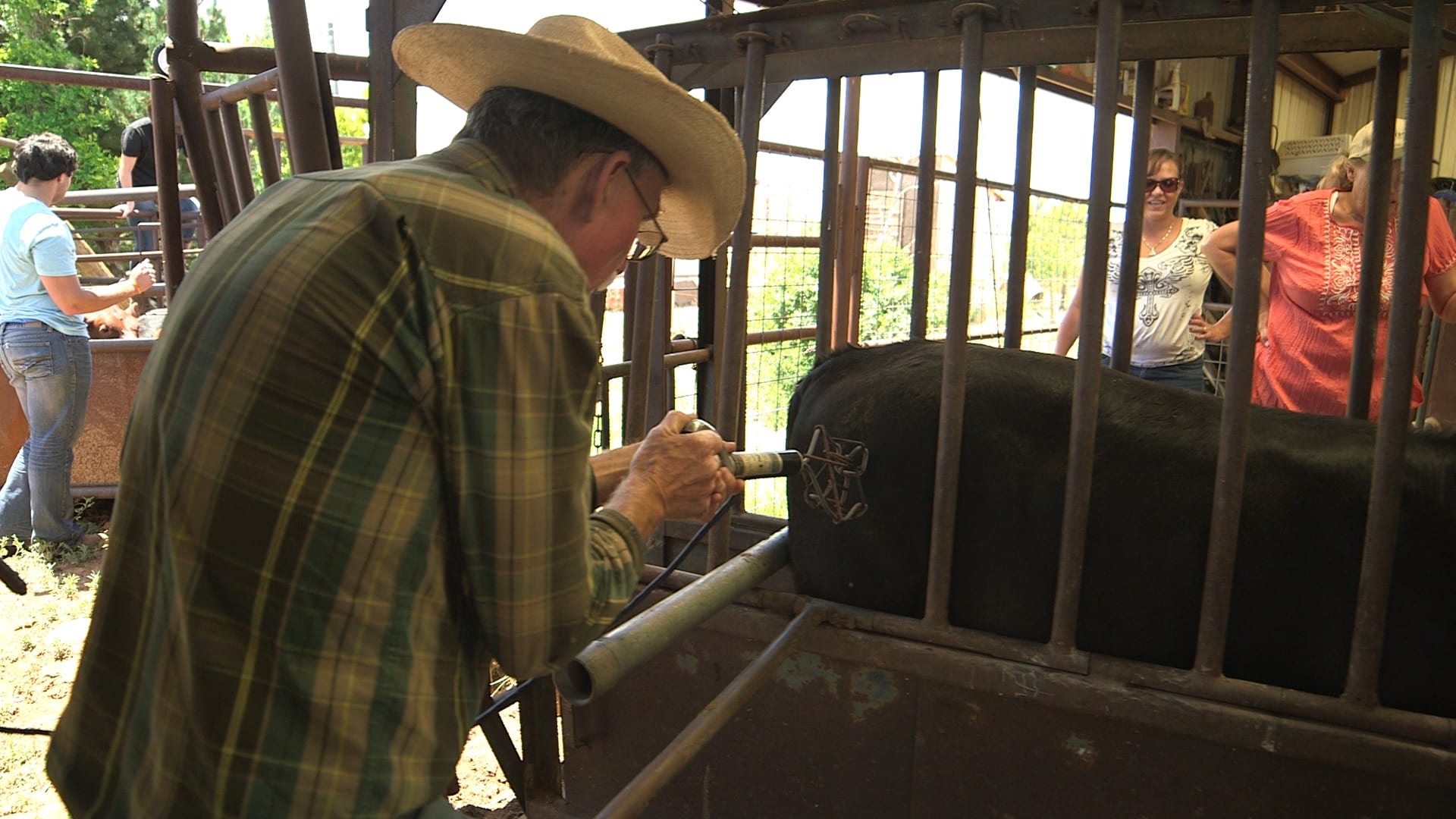 Cattle Branding in Action - National Cowboy & Western Heritage Museum