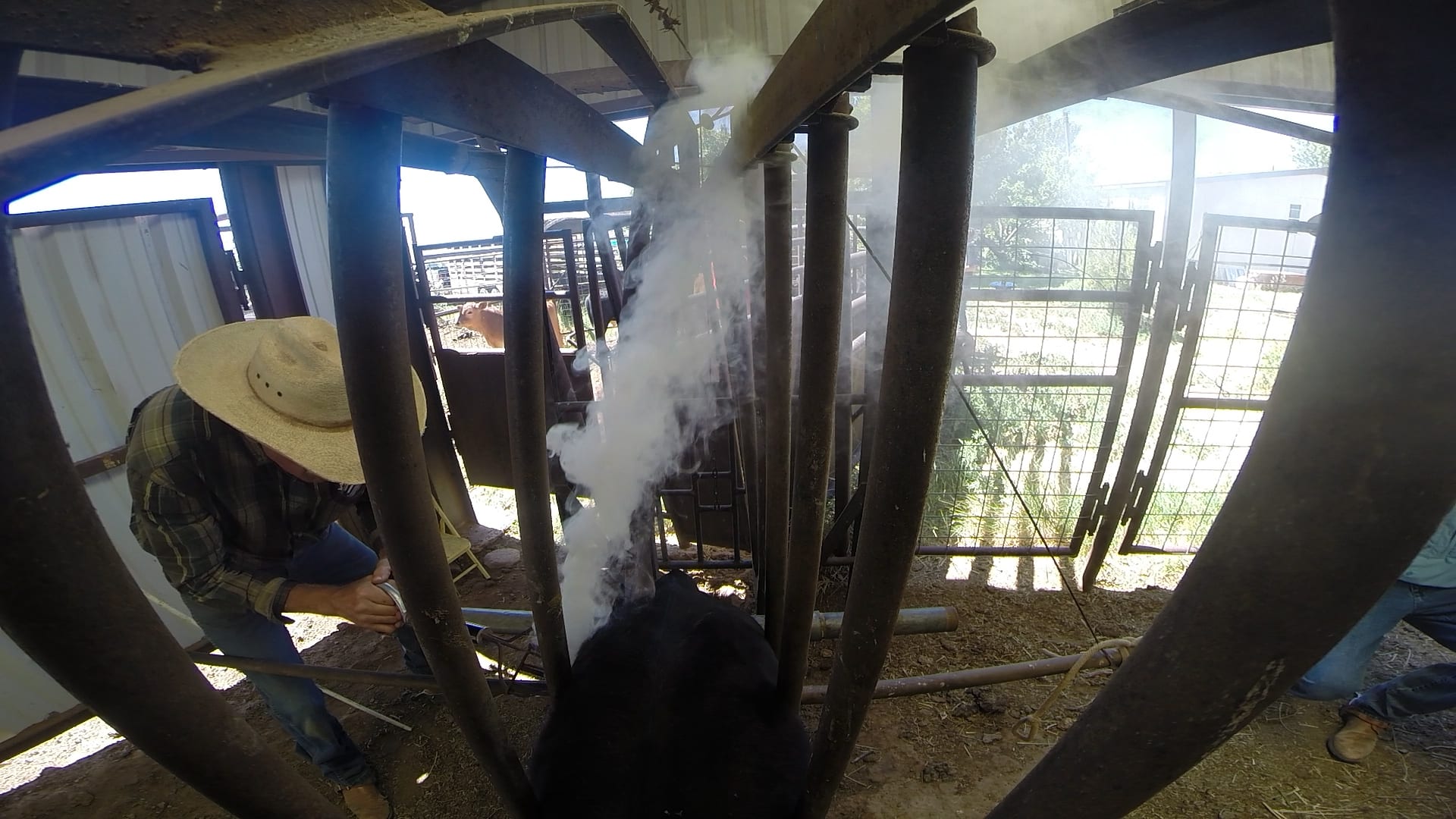 Cattle Branding in Action - National Cowboy & Western Heritage Museum