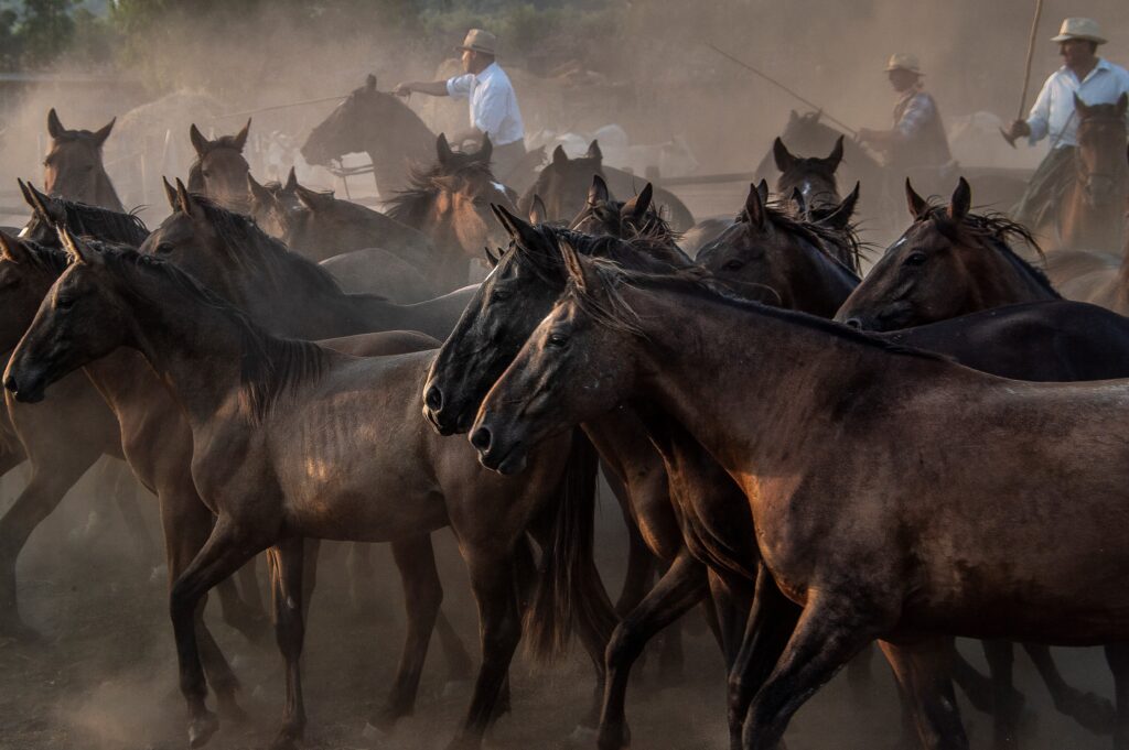 Italy’s Legendary Cowboys of the Maremma, Photographs by Gabrielle Saveri