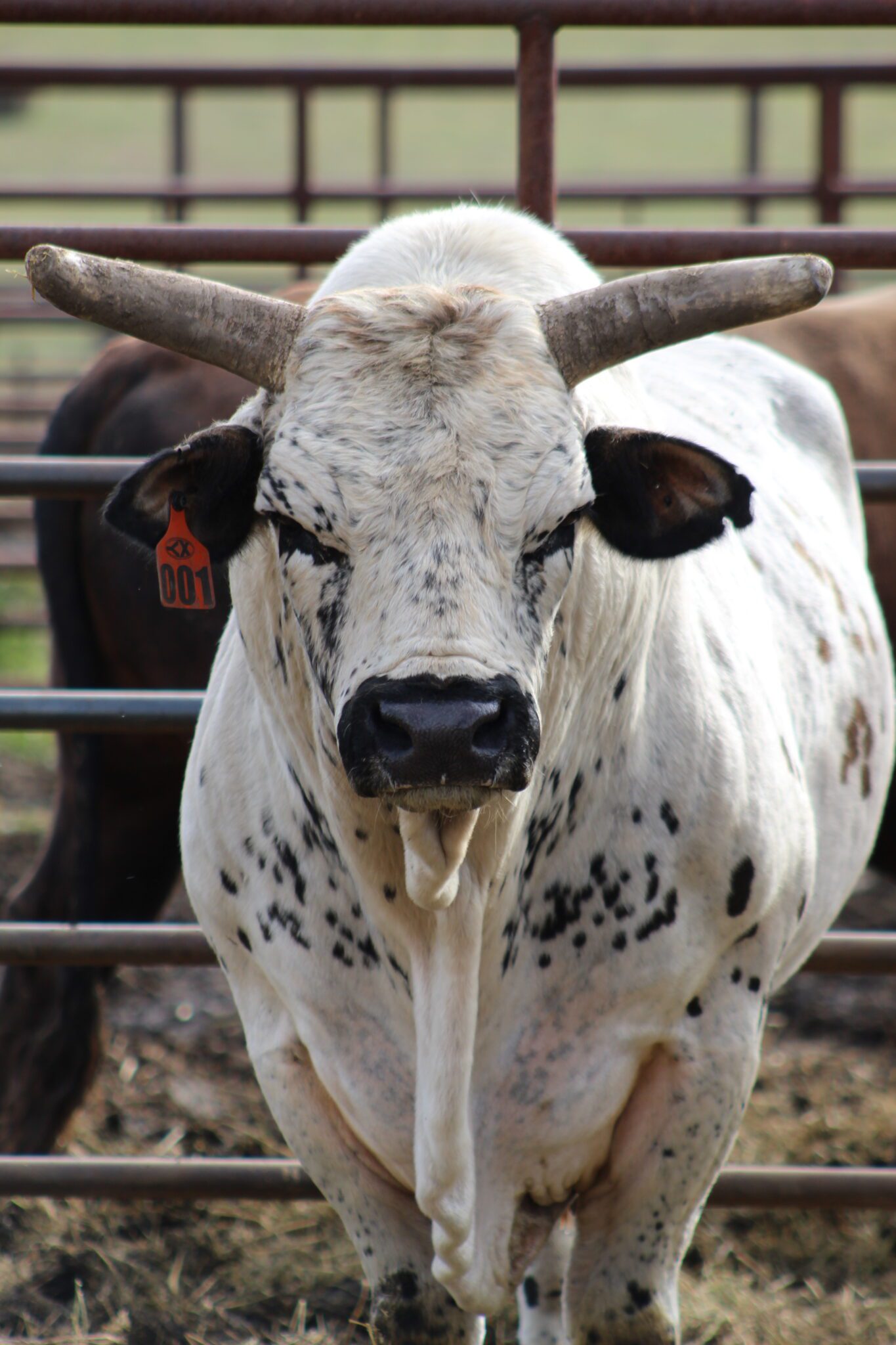 Smooth Operator - PBR Hall of Fame - National Cowboy & Western Heritage ...