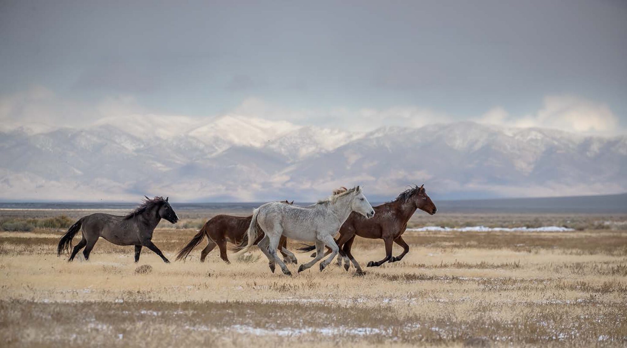 the same rush: An Exhibition of Rodeo Photography by Ronnie Dunn